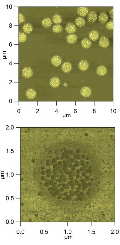 AFM Images of Drug Delivery Capsule