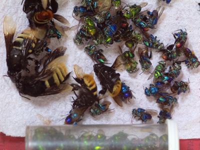 Coiba Bee Collection