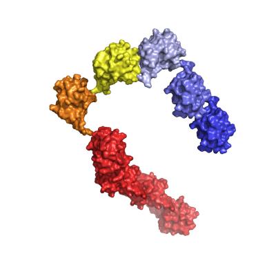 A Nine-Ubiquitin Chain