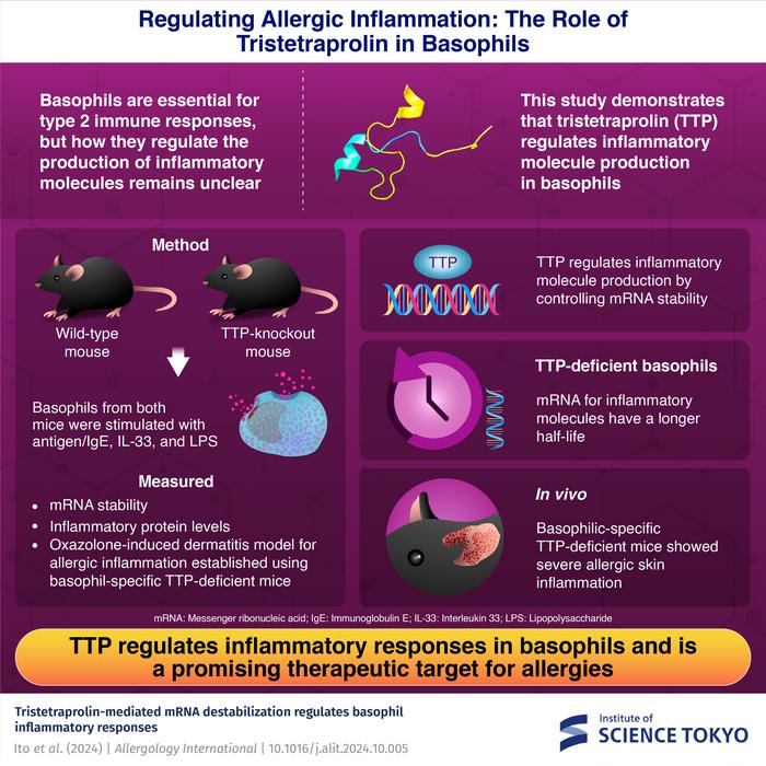 Regulating Allergic Inflammation: The Role of Tristetraprolin in Basophils