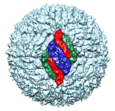 Structure of Mature Flaviviruses