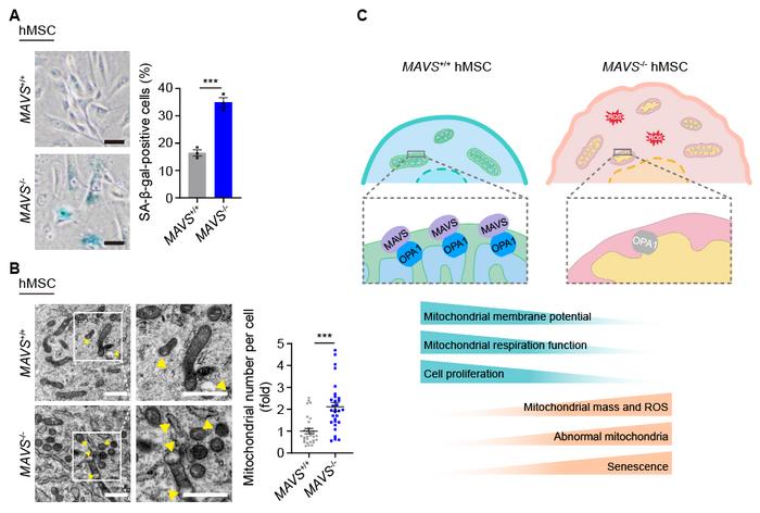 Fig. 1. MAVS maintains mitochondrial homeostasis and regulates cellular senescence through stabilizing OPA1.