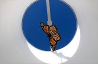 Tethered Monarch Butterfly
