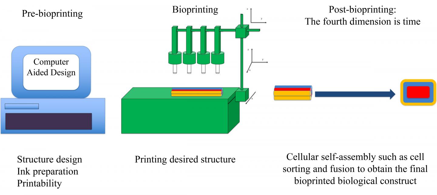 Bioprinting Comprises Three Main Stages