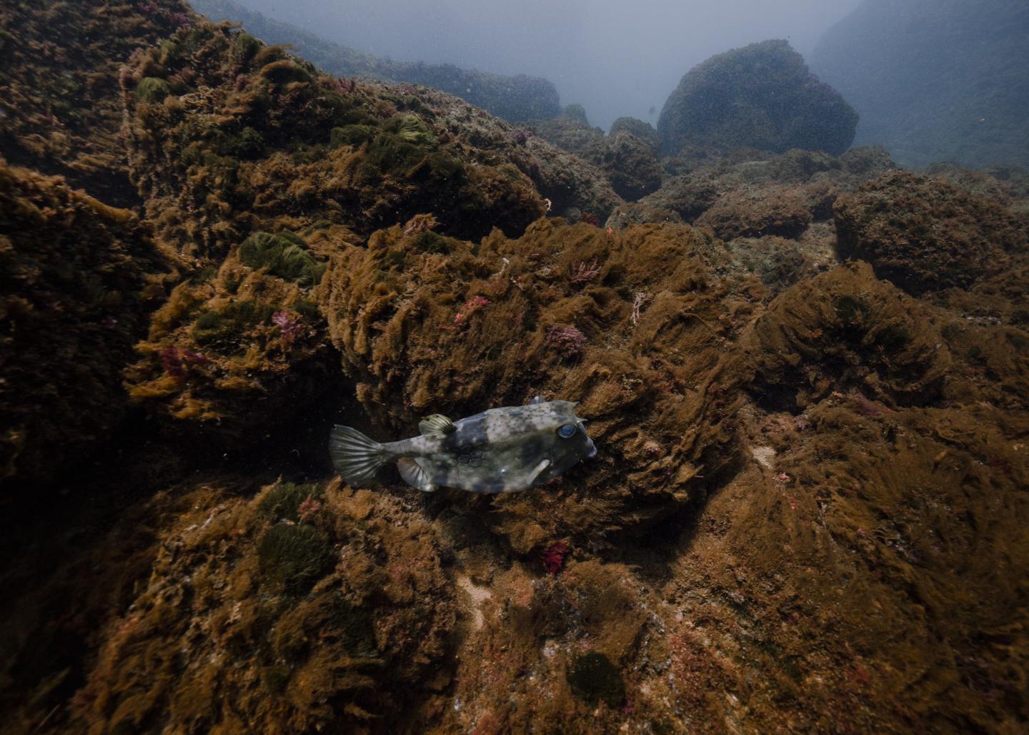 A Boxfish off the Coast of Japan