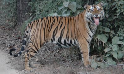 Tiger: Bandhavgarh