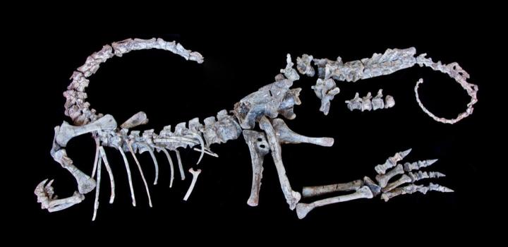 i>Sarahsaurus aurifontanalis< [IMAGE] | EurekAlert! Science News Releases
