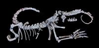 <i>Sarahsaurus aurifontanalis</i> Skeleton