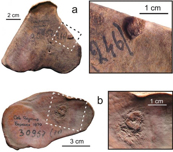 'Articular Mouse', or 'Rice Grain'