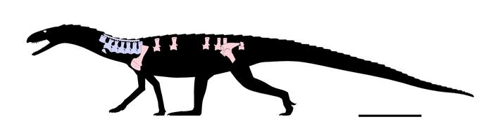 Mambachiton fiandohana Reconstruction