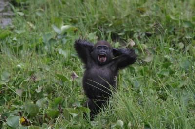 Western Lowland Gorillas
