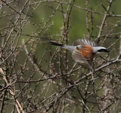 African Drought Kept Songbirds From Breeding Grounds (3 of 5)