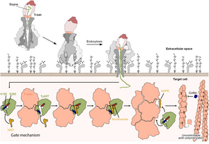 Mechanism of TccC3 mediated Tc toxin intoxication.