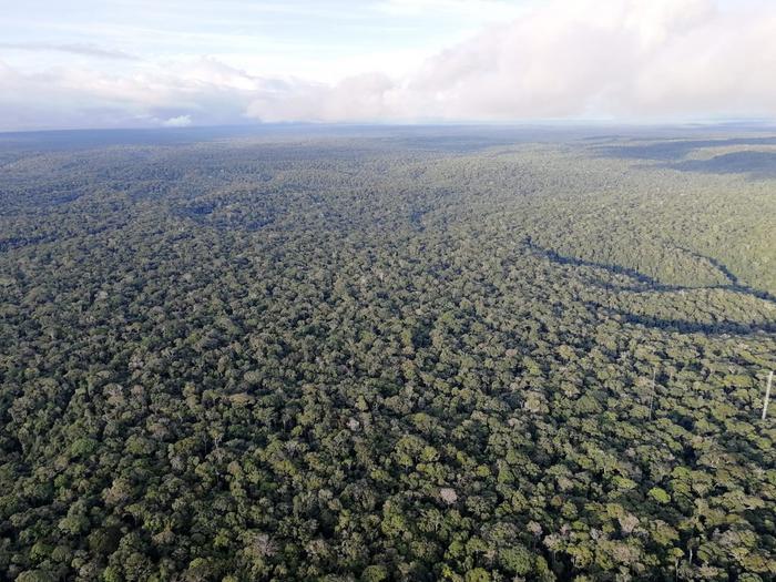 Amazon Forest