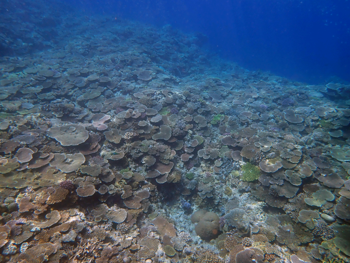 恩納村万座毛のサンゴ礁