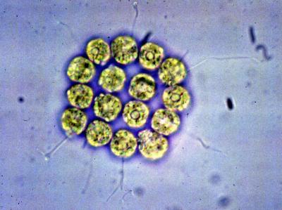 Theory of the Evolution of Sexes Tested with Algae