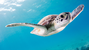 Online sale of small turtles circumvents public health regulations in the United States