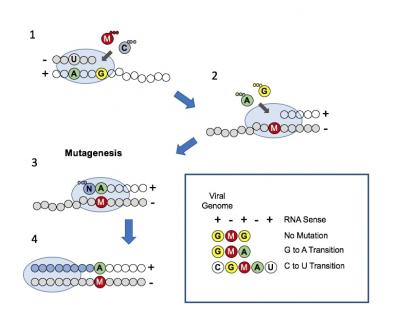 Mutagenesis Model of Molnupiravir