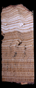A hand sample showing the Anio Novus aqueduct ripple-marked travertine deposits in vertical cross-section. The sample is approximately 27 centimeters long.