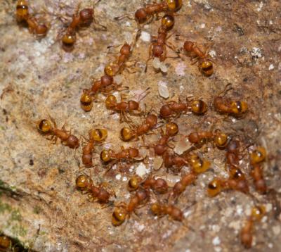 <i>Temnothorax unifasciatus</i>