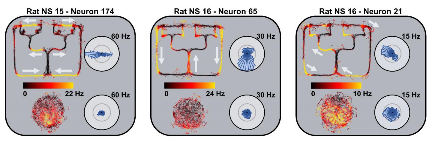 Axis-tuned Neurons Fig 1A C