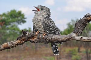 African Cuckoo chick.