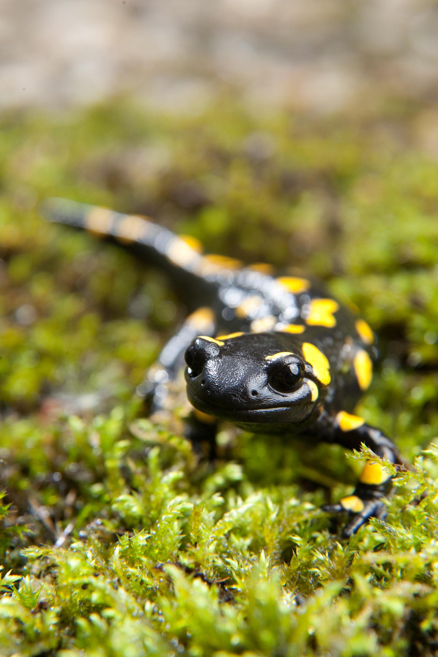 Salamander