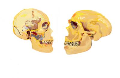 Comparing Modern Humans and Neanderthals