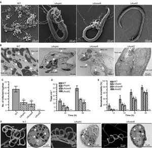 Photographs of traps, infecting hyphae, and electron-dense (ED) bodies.