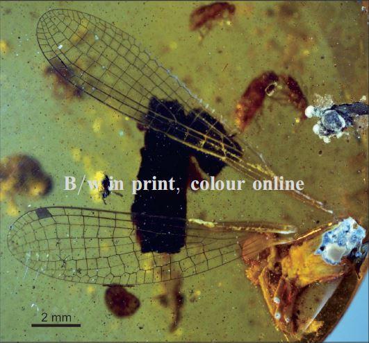 <i>Mesosticta davidattenboroughi</i>