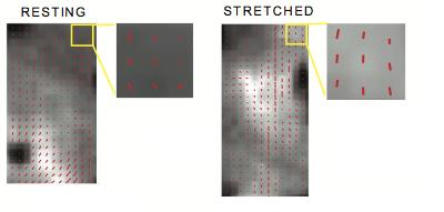 Fiber Orientations Visualized