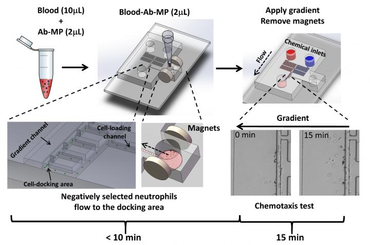 All-on-Chip Method for Neutrophil Chemotaxis Analysis Using the Microfluidic Device