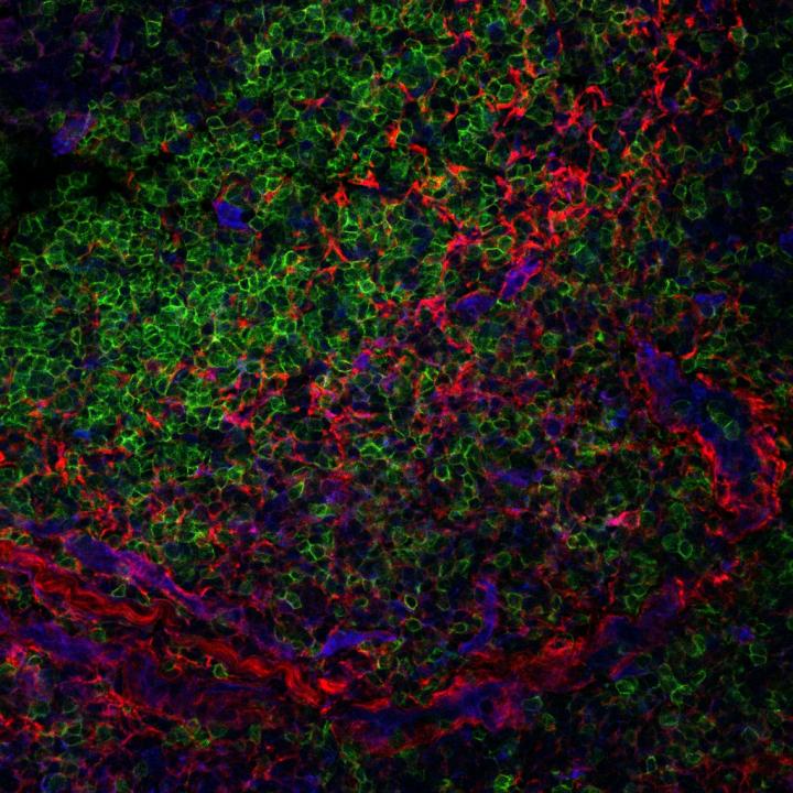 Lymph Node Structural Cells Rein in Human Immune Responses