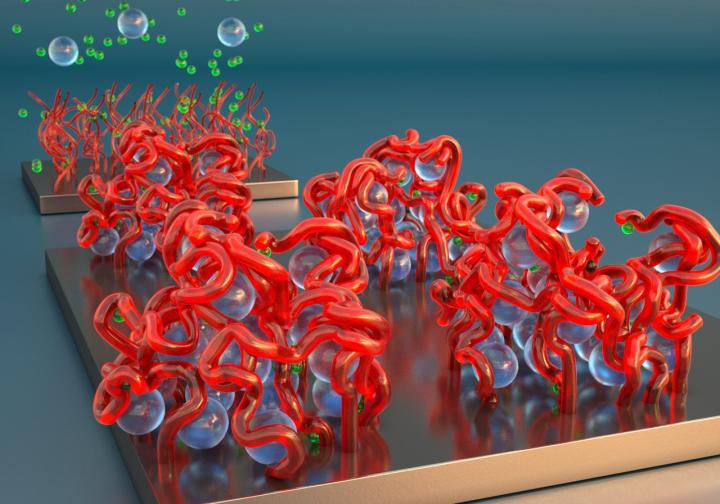 Multivalent Ions Induce Lateral Structural In | EurekAlert!