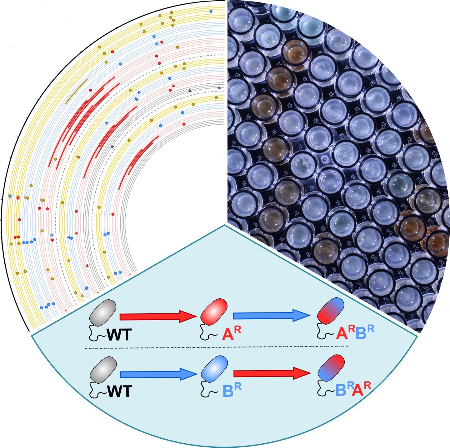 Even Bacteria Have Baggage