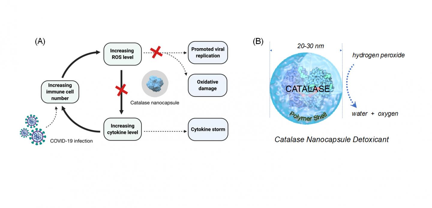 catalase diagram 2