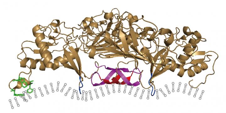 The Zika Virus NS1 Protein Remodels the ER Membrane