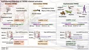 Evolutionary Trajectory of TRPM2 activation