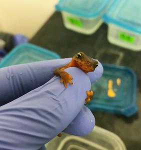 Rough-skinned newts studied as part of this recent project.