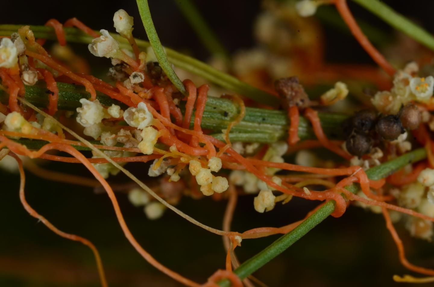 Dodder Strangling Host