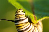 Eastern monarch butterfly larvae