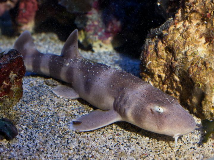 Close-up on Steinhart Aquarium's Brownbanded Bamboo Shark