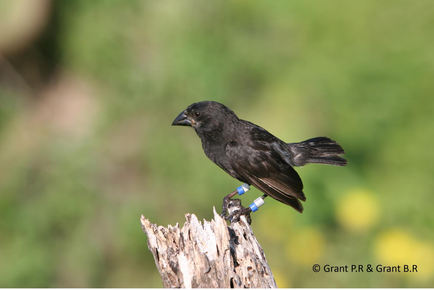 Medium Ground Finch with Its Blunt Beak