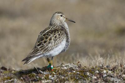 Less Sleep Means More Mates for Male Sandpipers (2 of 6)