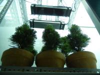 Dwarf Pines under UV-B Lamps