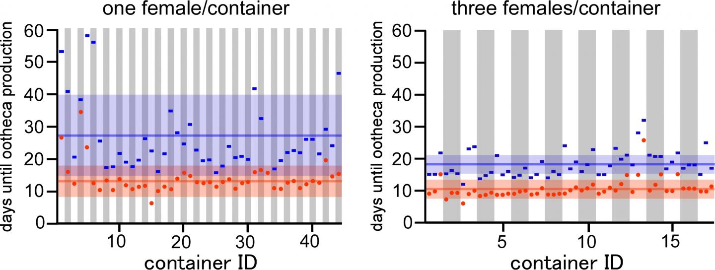 Timing of the First and Second Egg Case Productions