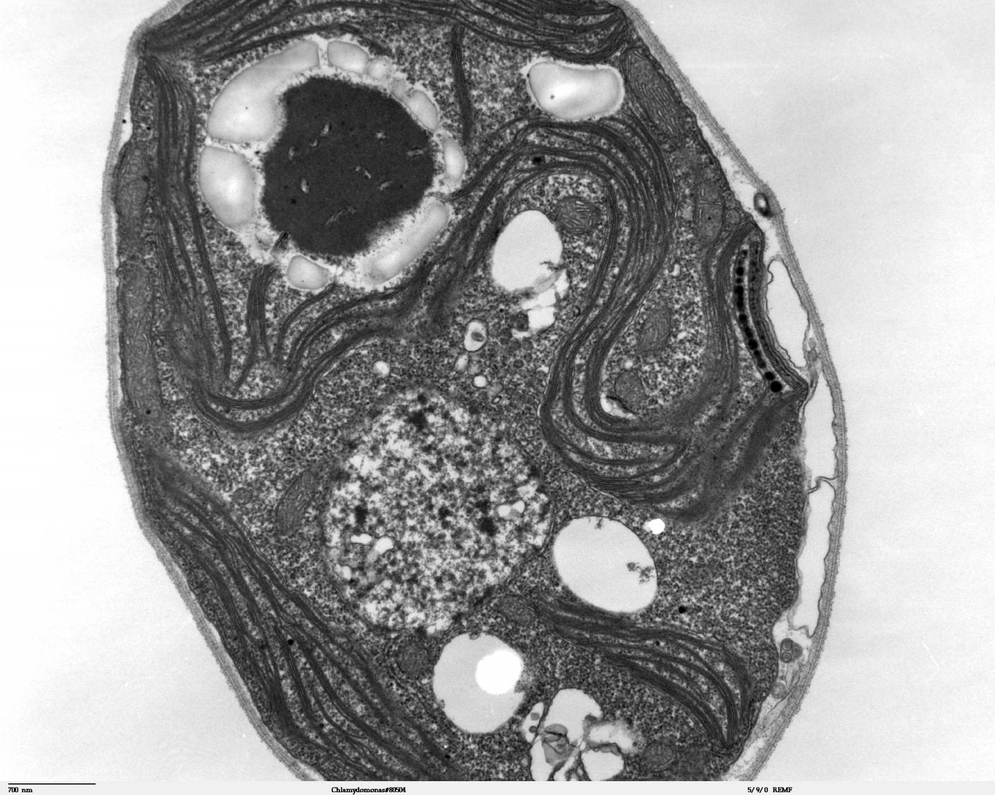 <em>Chlamydomonas Reinhardtii</em>