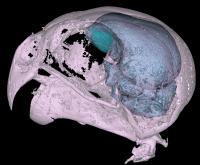 Scan of Australian Night Parrot Skull