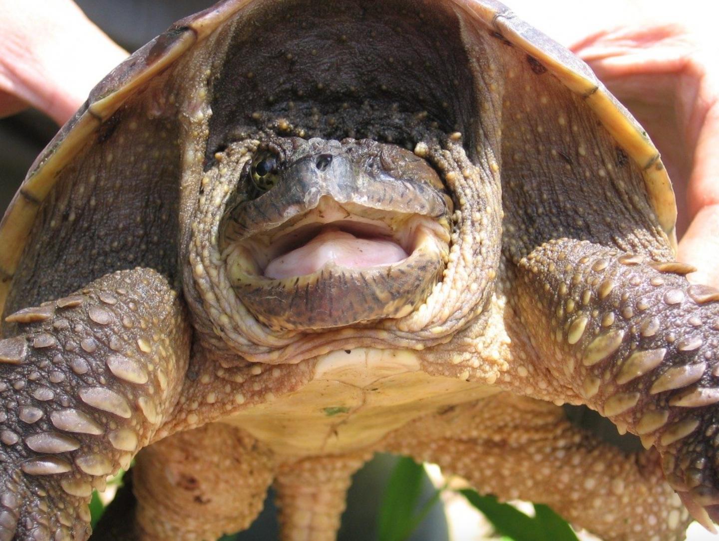 Snapping Turtle