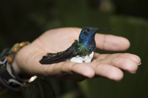 white-necked jacobin, male plumage 1